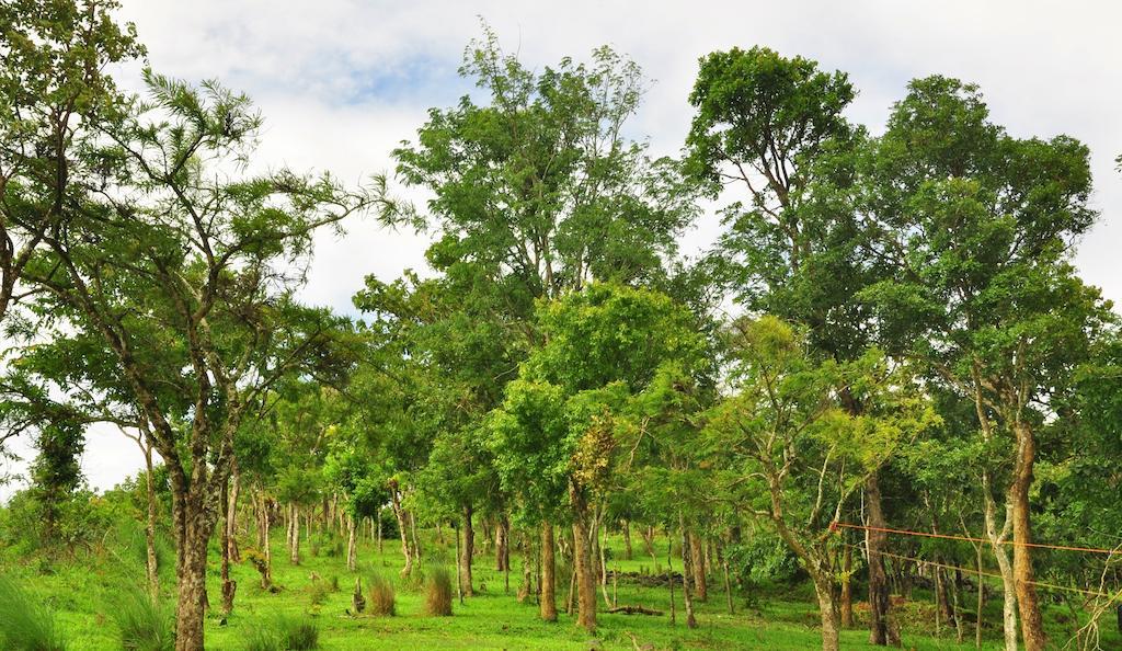Punarjani Ayurvedic Resorts Ramakkalmedu Kültér fotó